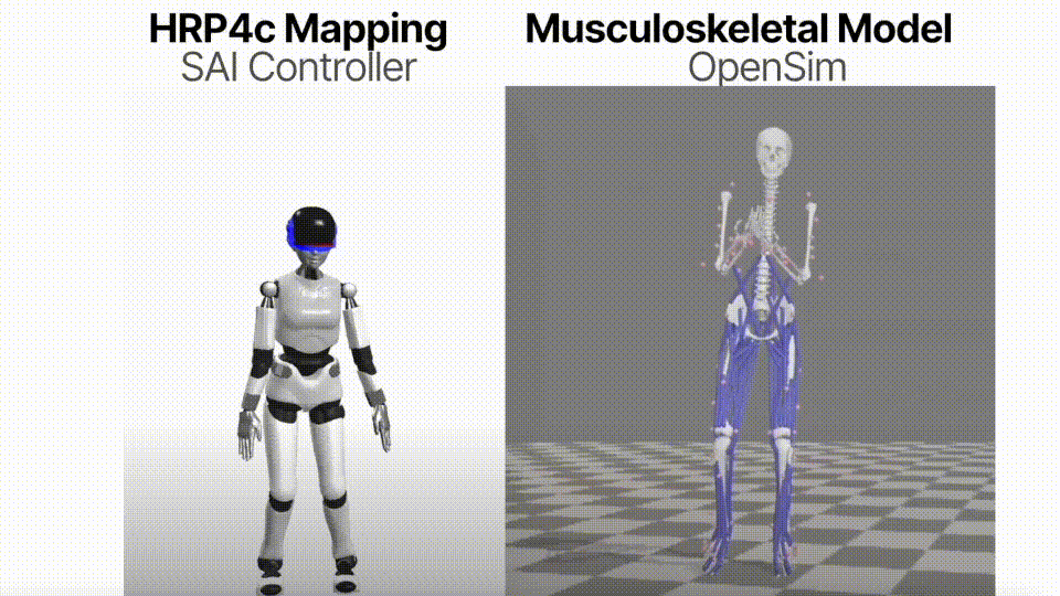 OpenSai vs OpenSim walking comparison